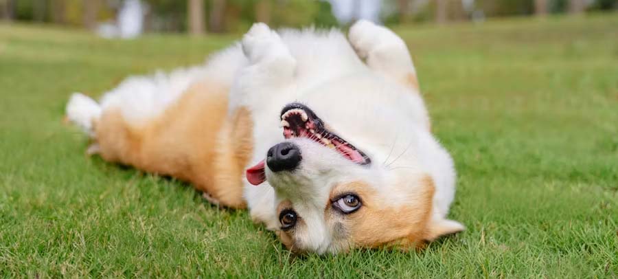 Best Dog Supplements UK: A No-Nonsense Buyer's Guide 2026