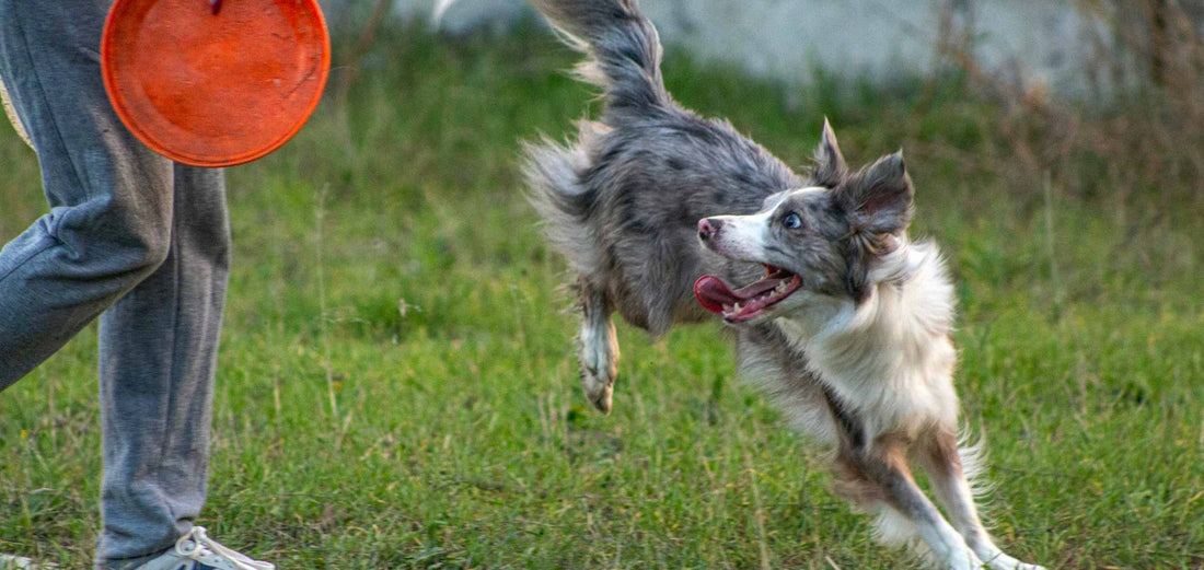 Best Joint Supplement Powders for Dogs: What Actually Works