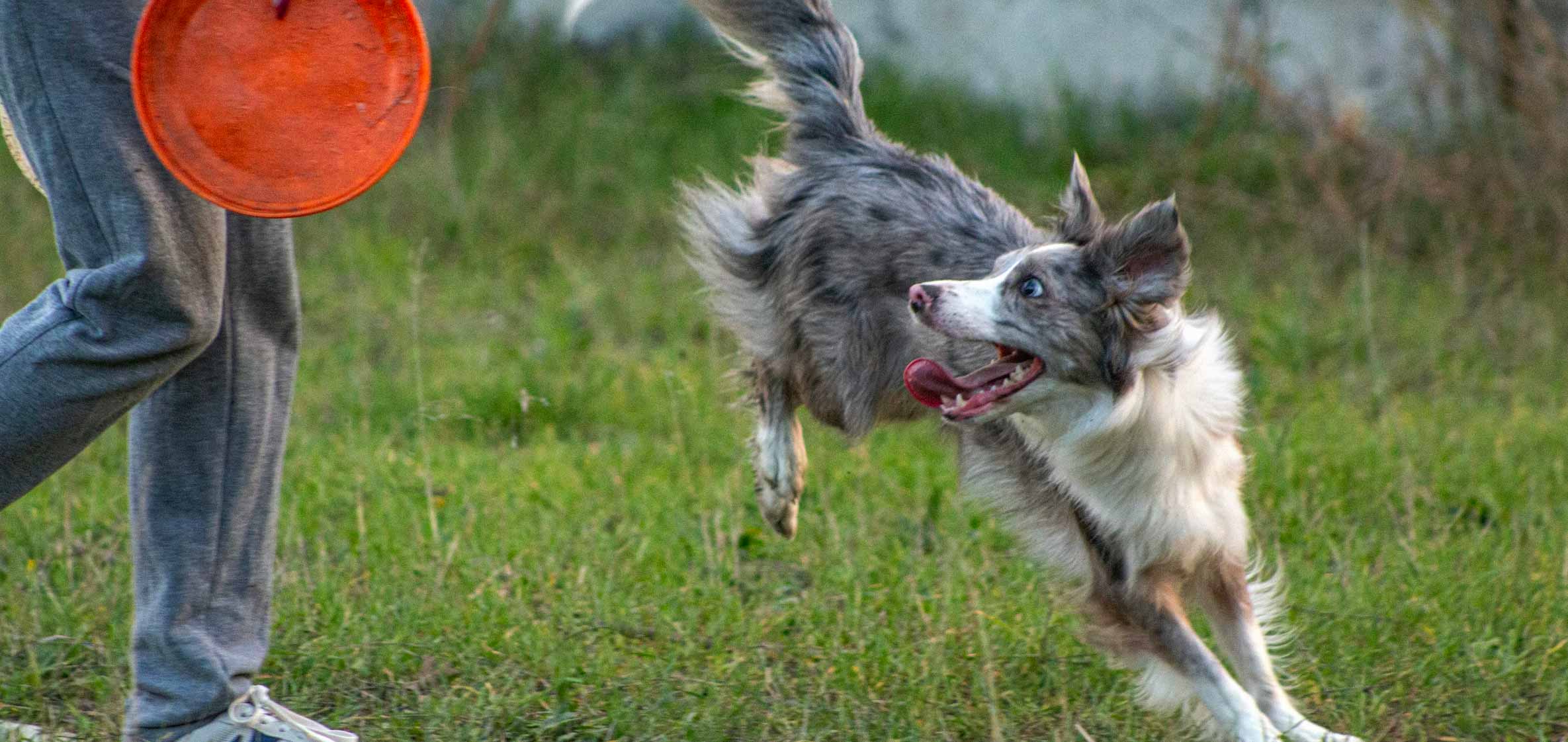 Best Joint Supplement Powders for Dogs: What Actually Works