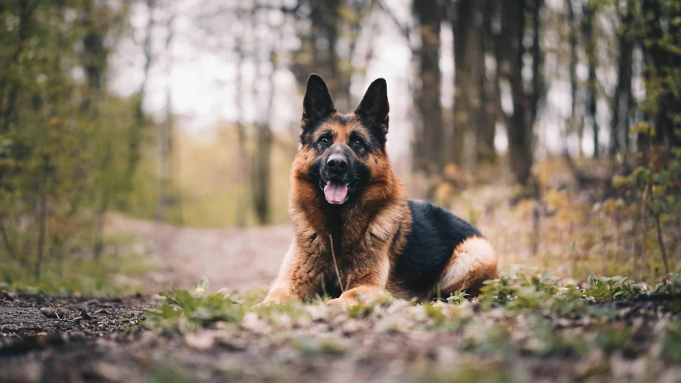 A confident German Shepherd lying alert on a forest path — illustrating the breed's working build and joint-strain risk profile.