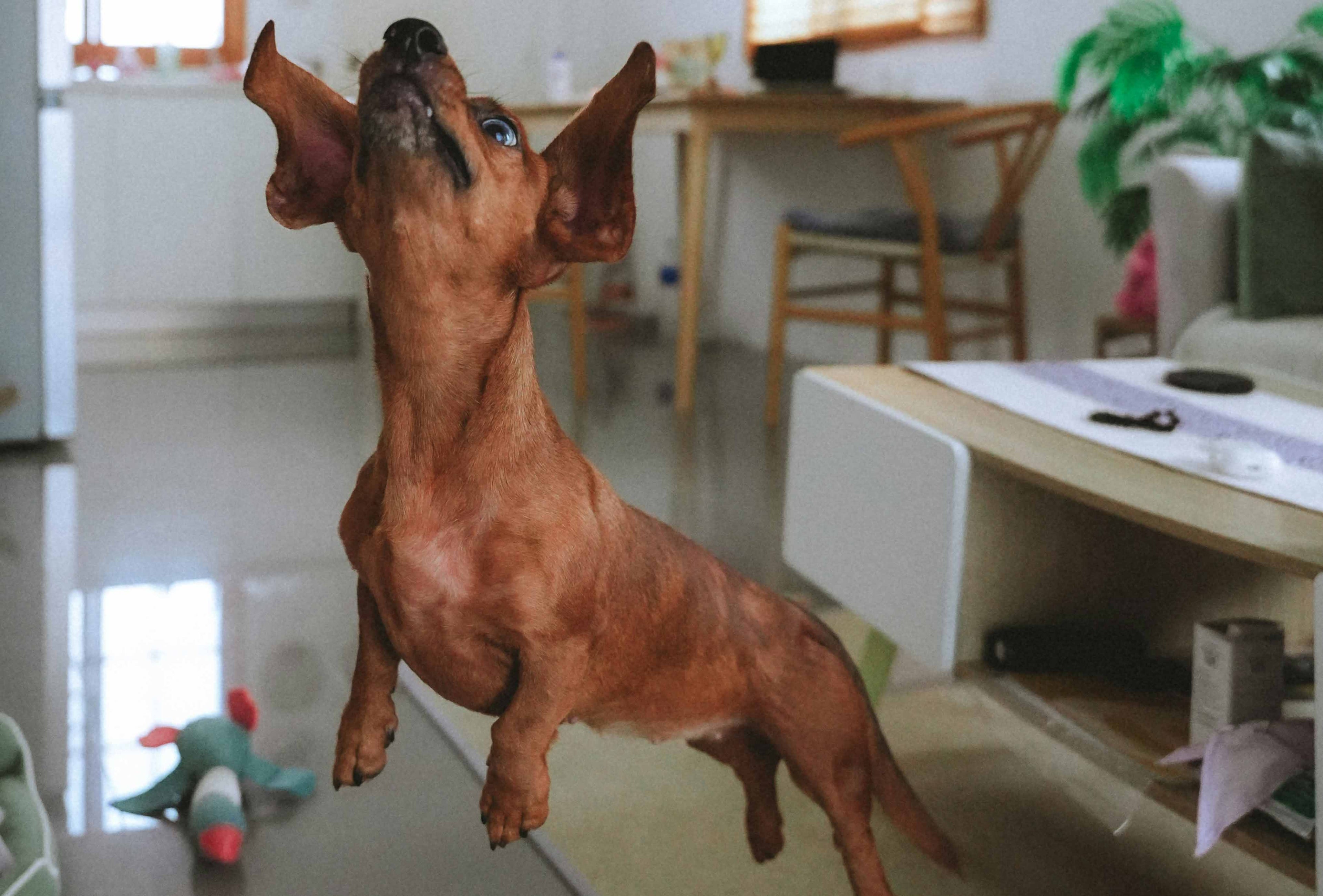 How to Boost Your Dog's Immune System Naturally