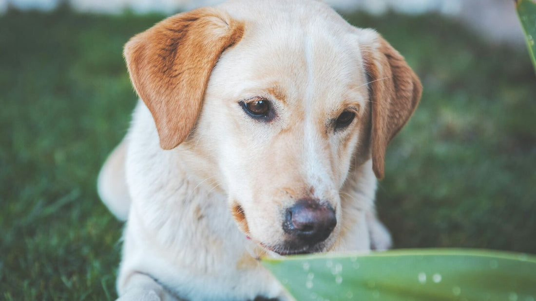 A healthy young Labrador-cross dog lying on grass in a UK garden, looking calm and alert — representing the kind of digestive health a Bristol Stool Scale check supports.