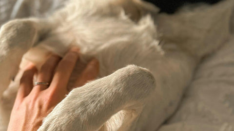 A UK owner gently petting a relaxed dog on a bed — the kind of calm hands-on contact that lets owners spot common dog skin lumps like lipomas, cysts, and mast cell tumours early.