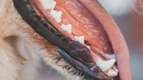 Close-up of a UK dog's open mouth showing healthy teeth and gums — the kind of result UK vets aim for after a scale and polish under general anaesthesia.