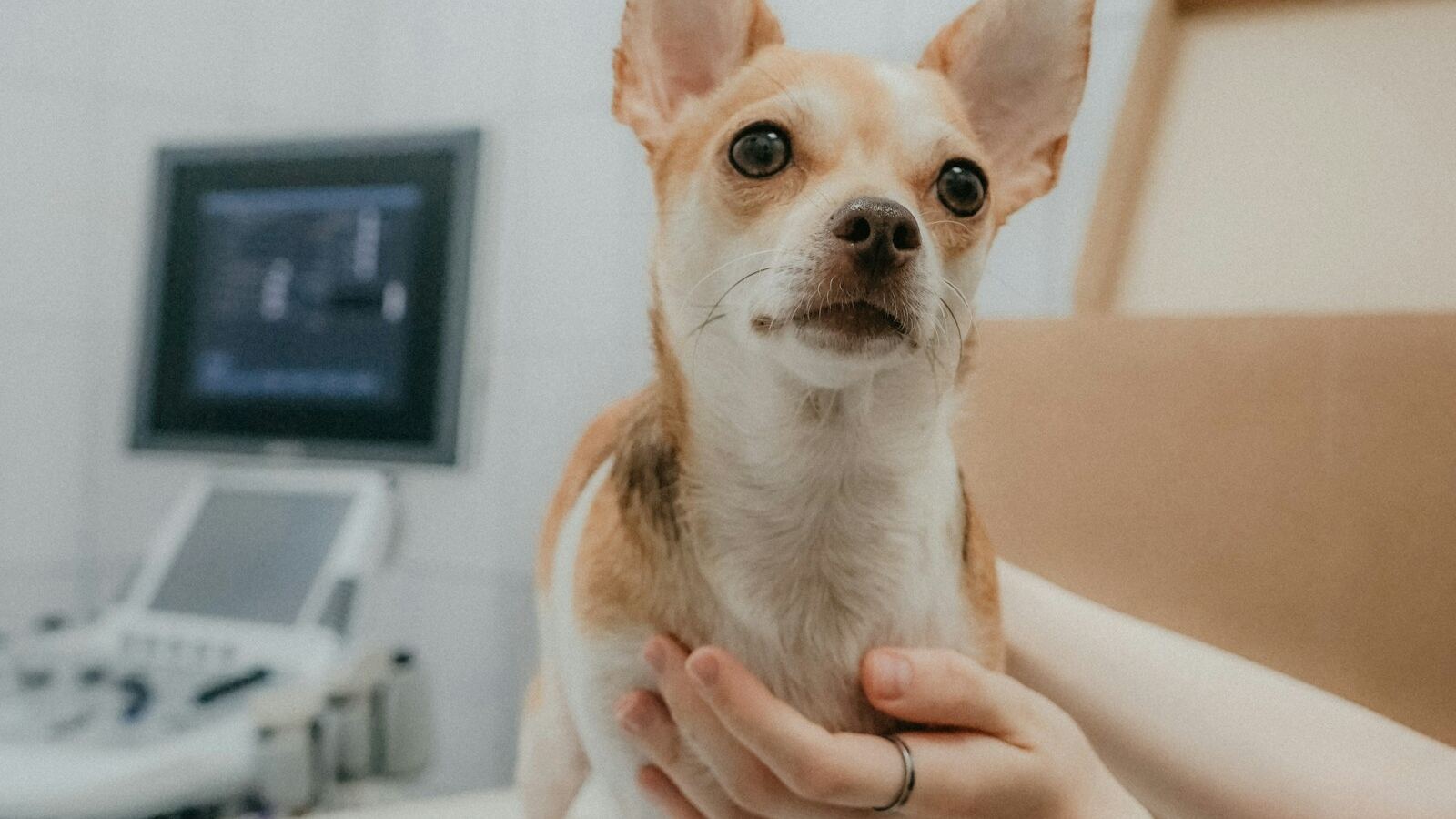 A worried-looking small dog being held gently by an owner indoors — illustrating the moment UK owners realise diarrhoea may need urgent vet attention.