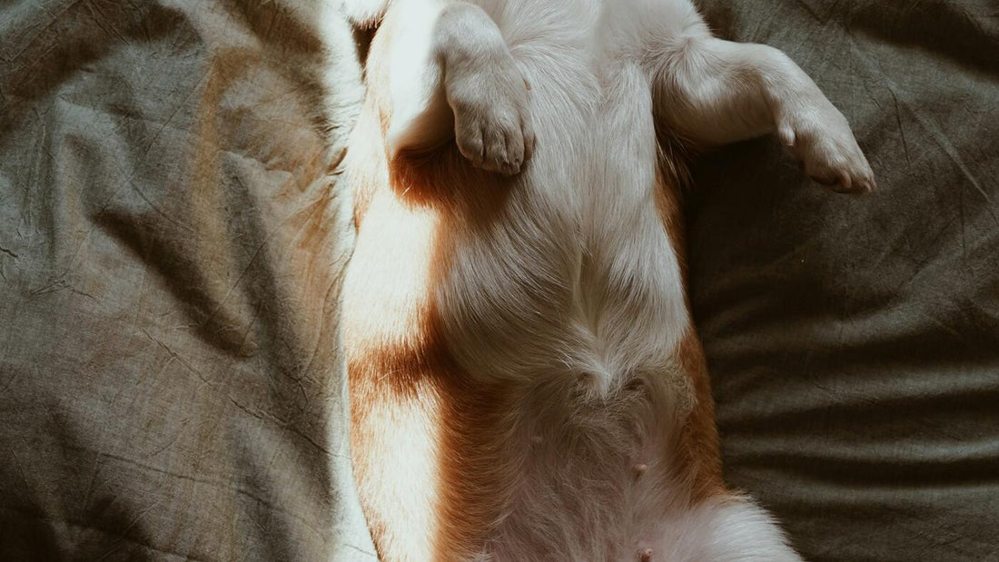 A relaxed dog being checked over by an attentive UK owner — the moment owners spot the difference between a hot spot, an allergy flare-up, and a developing skin infection.
