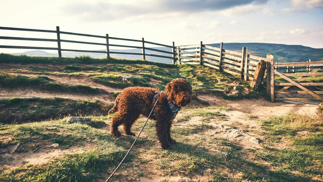 A healthy brown dog standing on a sunlit UK hillside path, alert and well — illustrating the kind of dog whose stool colour and form a UK vet uses as a baseline for the dog poop colour chart.