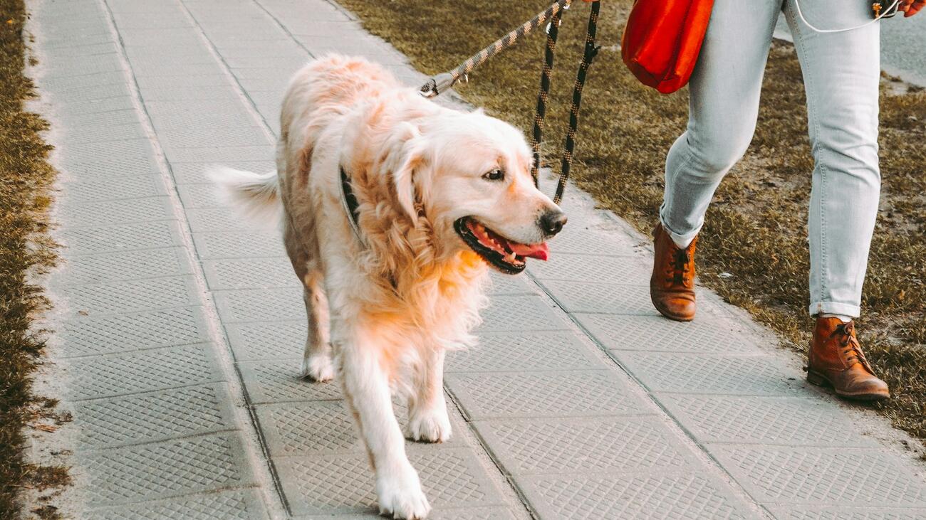 A healthy golden retriever being walked on a UK pavement — representing the daily routine that drives a normal one-to-three-times-a-day dog poo frequency.