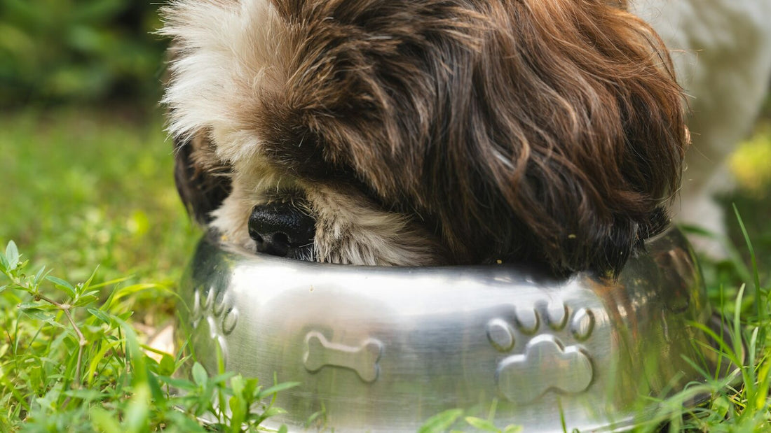 A small brown and white dog eating from a stainless-steel bowl on a kitchen floor, illustrating a calm slow feeding routine for dogs transitioning to a new food