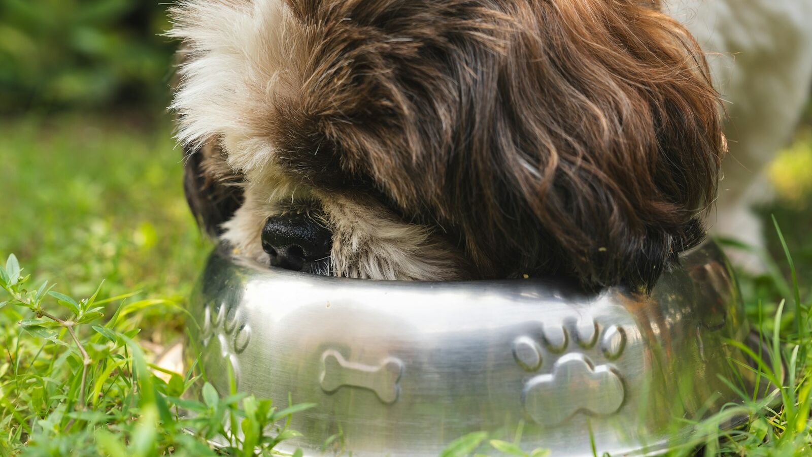 A small brown and white dog eating from a stainless-steel bowl on a kitchen floor, illustrating a calm slow feeding routine for dogs transitioning to a new food