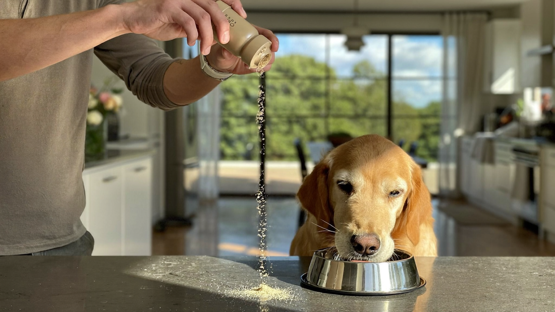 Golden retriever eating from a bowl as its owner sprinkles a daily probiotic supplement powder onto the food in a UK kitchen