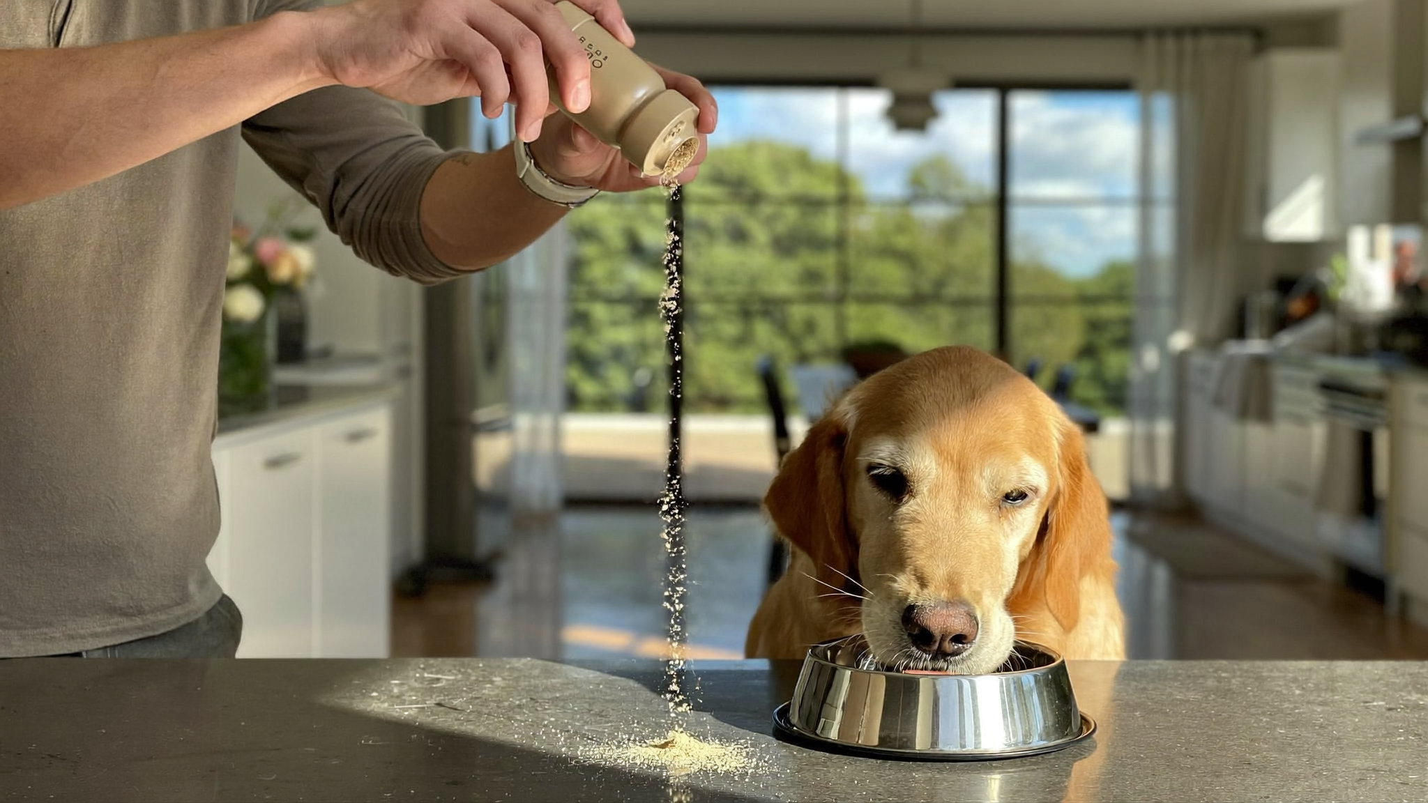 Golden retriever eating from a bowl as its owner sprinkles a daily probiotic supplement powder onto the food in a UK kitchen