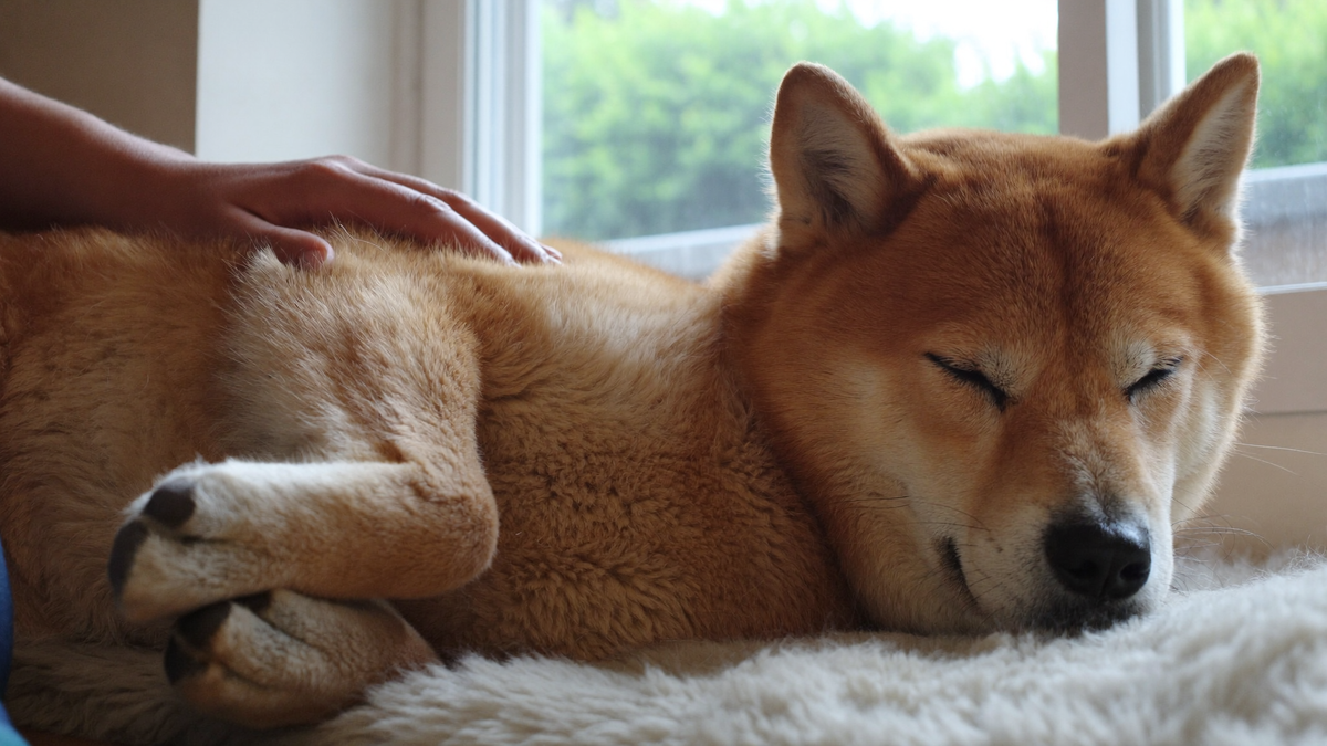 A relaxed fluffy dog resting calmly on a rug by a sunlit window while a hand gently strokes its healthy coat