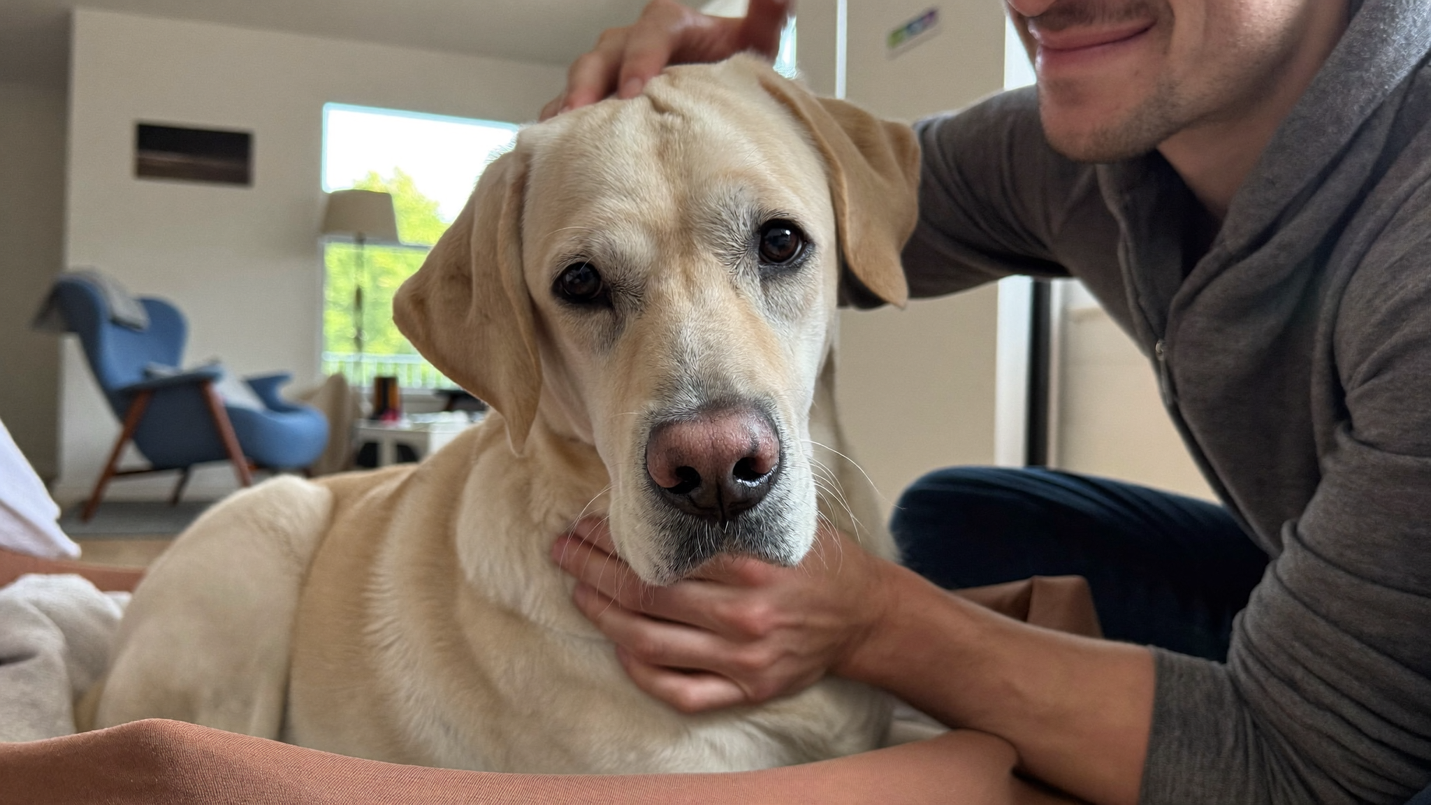 Senior yellow Labrador with a greying muzzle getting up from its bed as its owner crouches beside with a reassuring hand