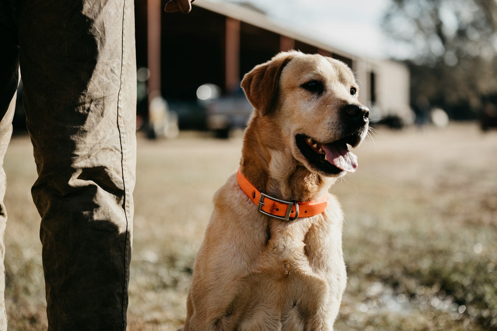 Is my dog overweight? A 30-second UK self-check (and what to do next)