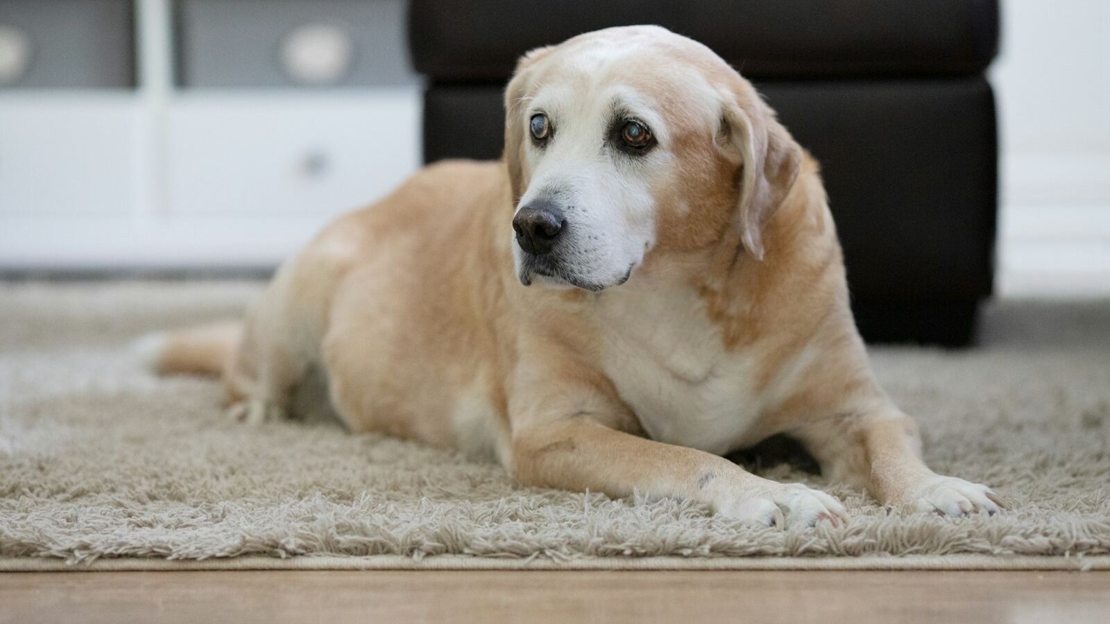 Joint supplements for dogs UK: what actually has evidence (and what's just marketing)