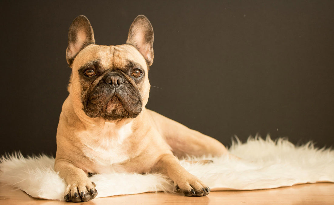 A fawn French Bulldog lying calmly on a sheepskin rug — illustrating the breed's compact build and joint and skin care needs.