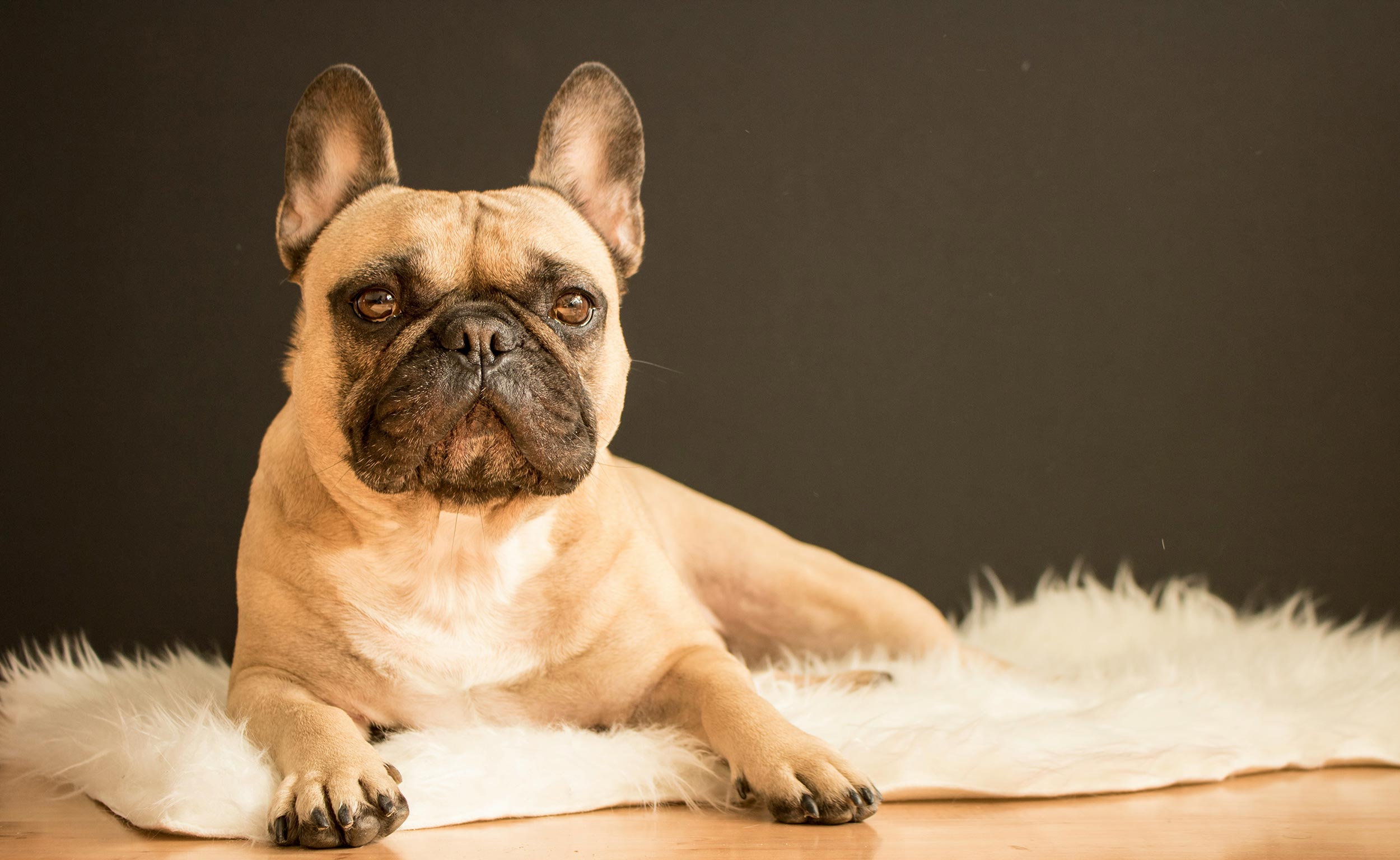 A fawn French Bulldog lying calmly on a sheepskin rug — illustrating the breed's compact build and joint and skin care needs.
