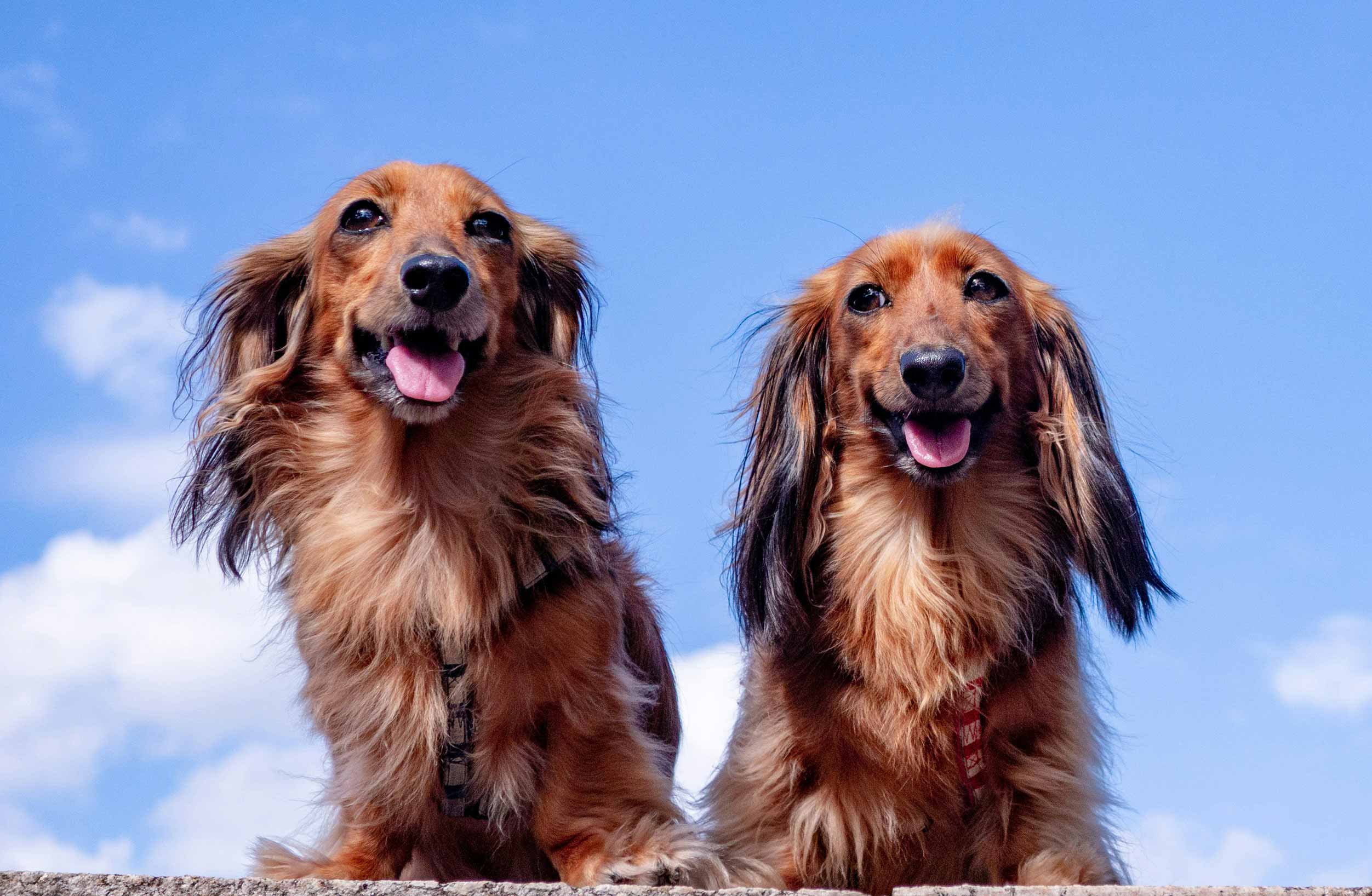 Dachshunds enjoying time together — Superwild founding story