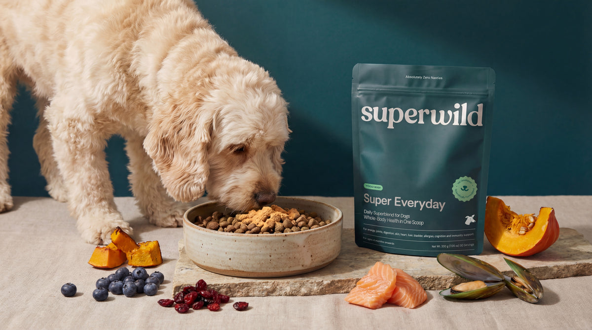 Dog enjoying outdoor time with owner — Superwild supplements for everyday canine health