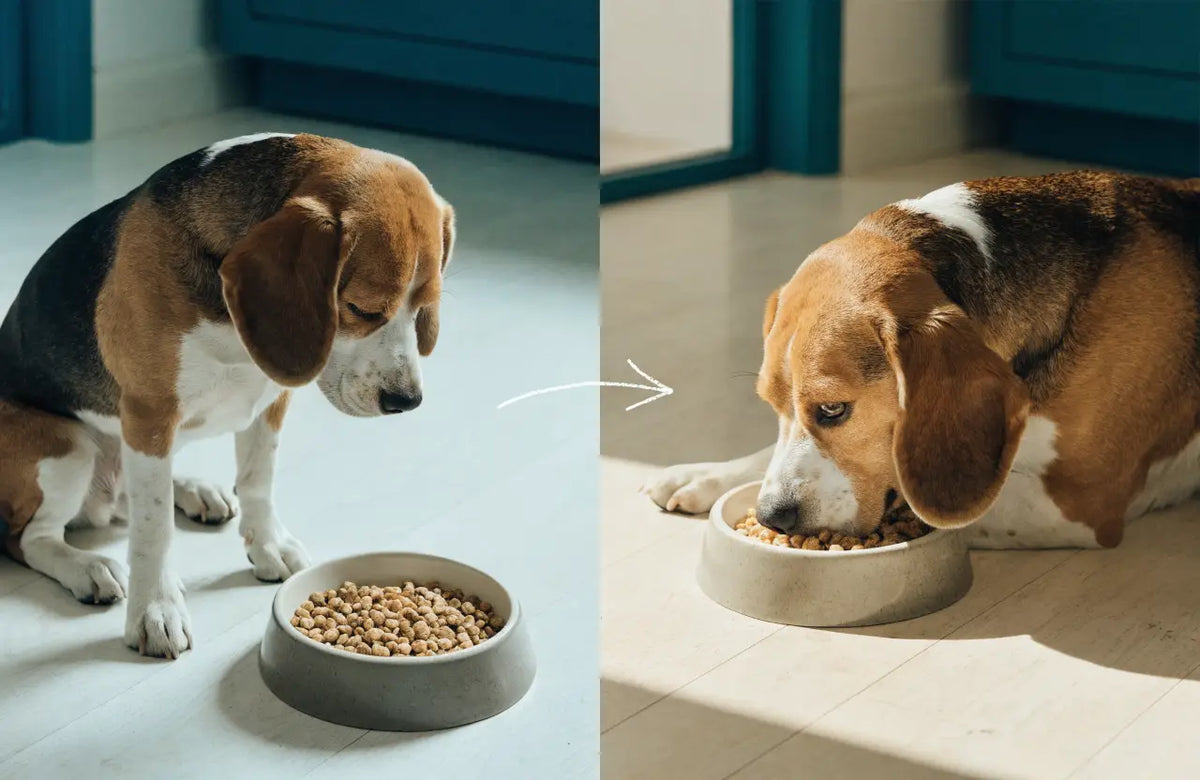 Dog beside an untouched bowl, then eating happily