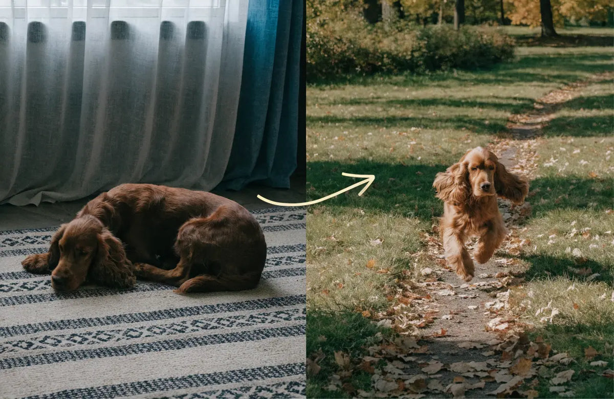 Dog curled up indoors, then trotting through the park