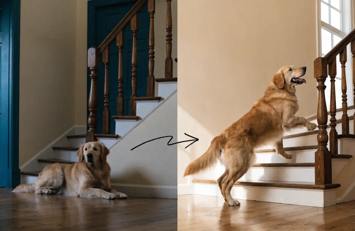 Dog hesitant at the stairs, then climbing them easily
