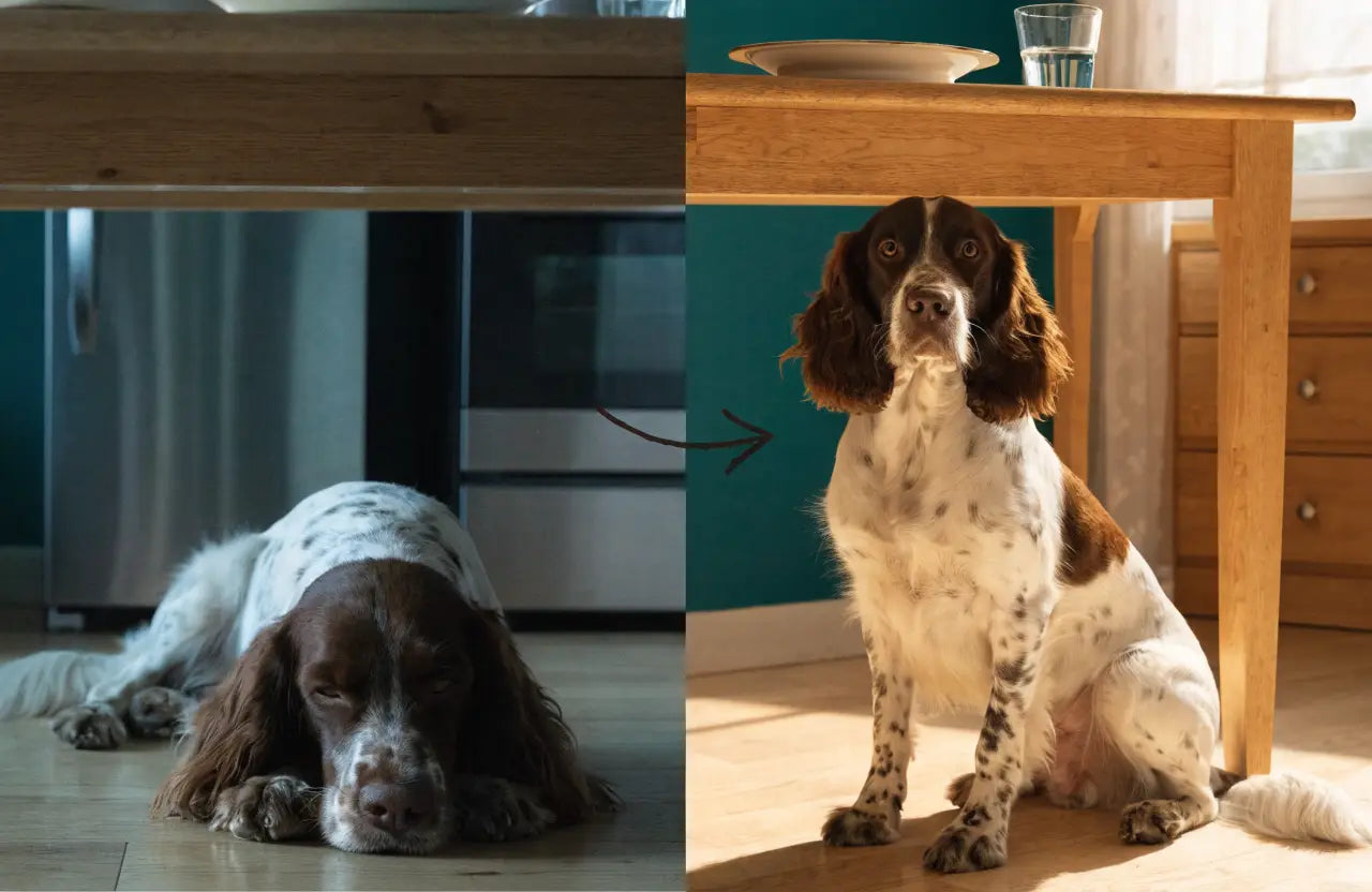 Dog resting under the table, then perky beside it