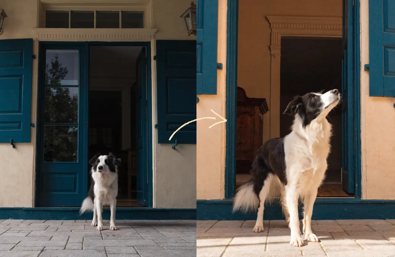 Dog staring at the door, then alert and engaged